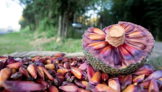 Nova regra adia colheita e venda do pinhão no Paraná em 2026