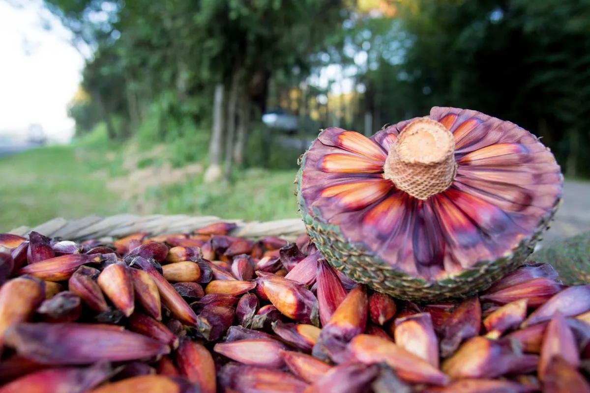 Imagem mostra uma pinha com pinhões aberta ao meio.