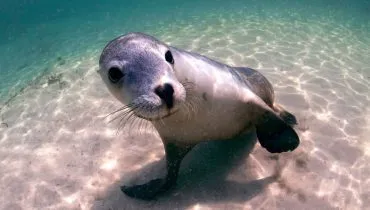 O leão-marinho é um mamífero marinho que vive principalmente em regiões costeiras (Imagem: RugliG | Shutterstock)