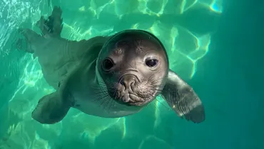 Elefante-marinho resgatado no Paraná se recupera de pneumonia antes de voltar ao mar
