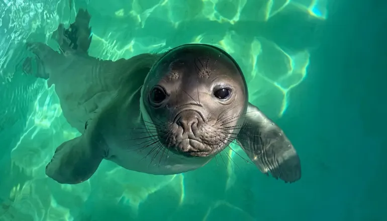 Elefante-marinho resgatado no Paraná se recupera de grave doença antes de voltar ao mar