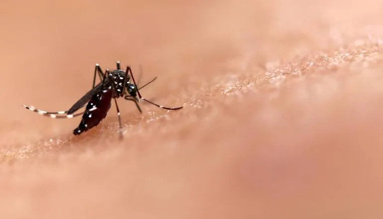 Paraná registra primeira morte por dengue em 2026. Já são 322 casos confirmados