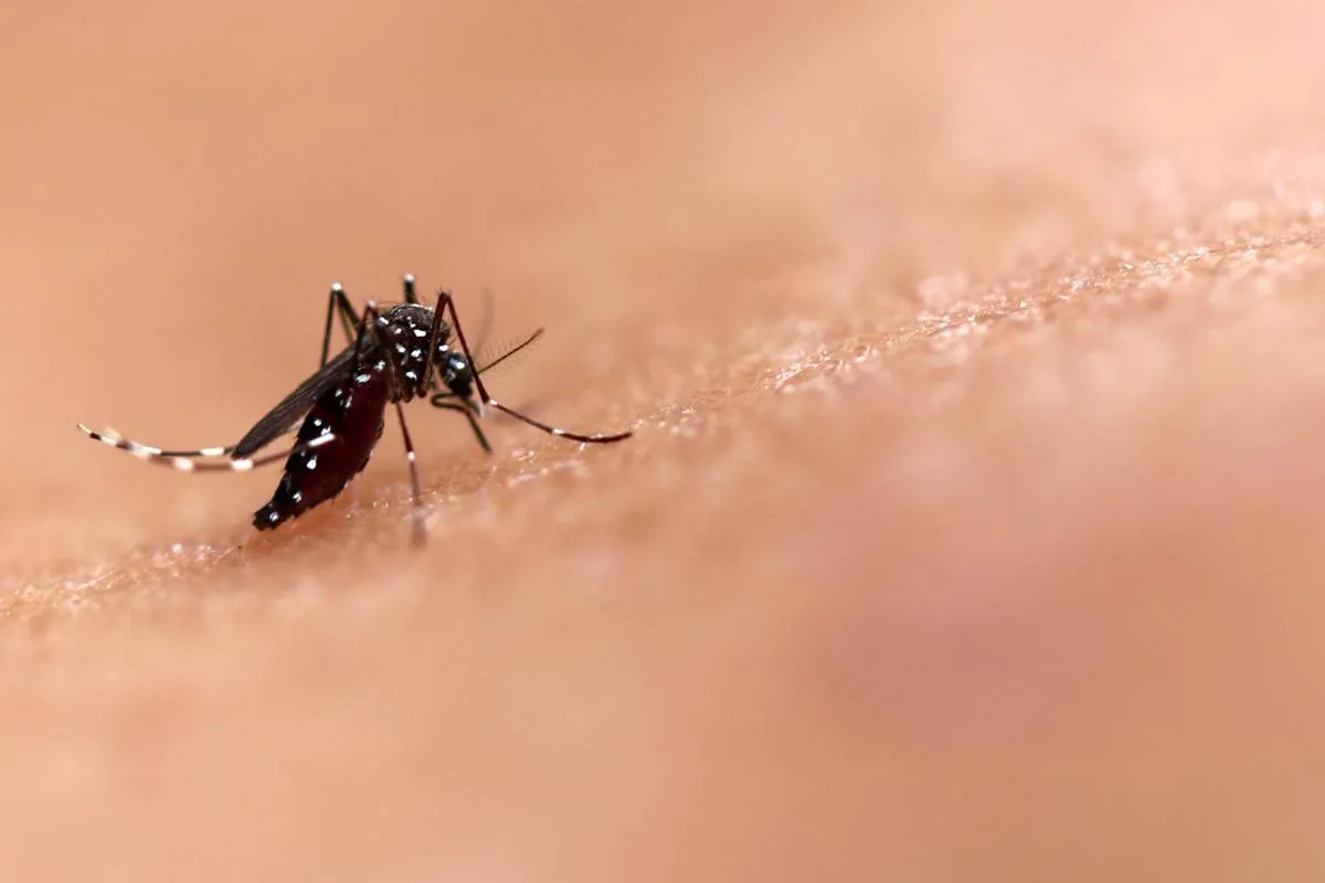 Imagem mostra um mosquito Aedes aegypt, transmissor da Dengue