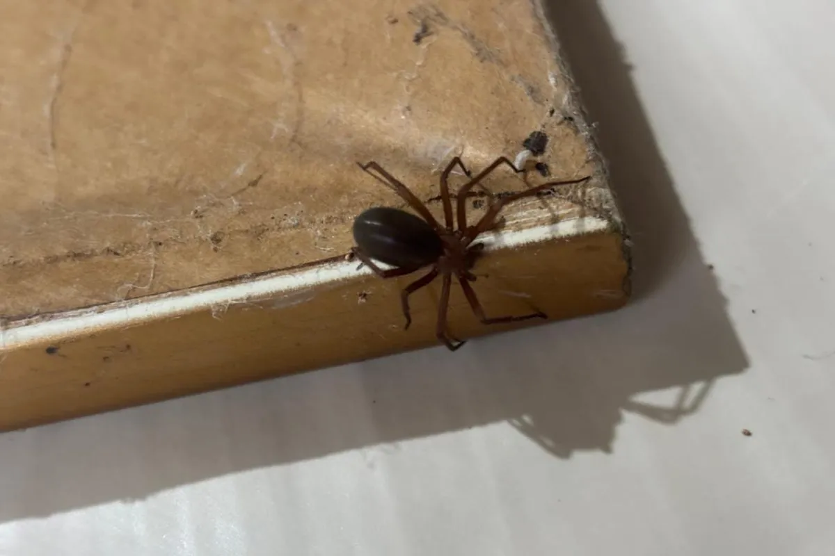 Prevenção: Sesa alerta para cuidados com aranhas no verão