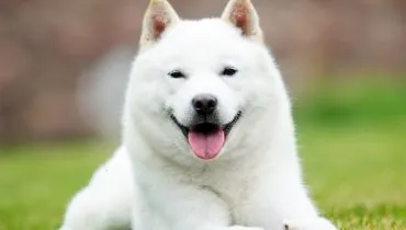 O hokkaido foi declarado “Monumento Natural” do Japão em 1937 (Imagem: Happy monkey | Shutterstock)