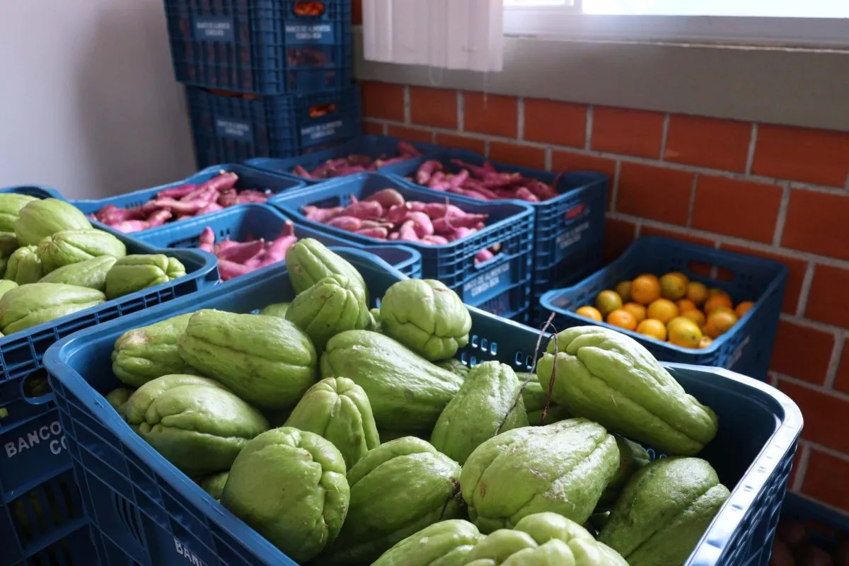Aparência não é qualidade: O consumo de frutas e vegetais ‘feios’ ajudam a combater o desperdício de alimentos