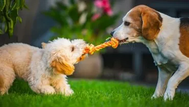 Cuidados simples ajudam a reduzir o estresse nos animais durante as férias (Imagem: Przemek Iciak | Shutterstock)