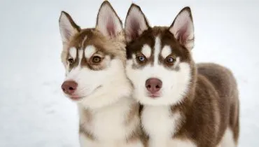 A curiosidade do Husky aparece no desejo de explorar ambientes, correr e investigar novidades. (Imagem: travelarium.ph | Shutterstock)