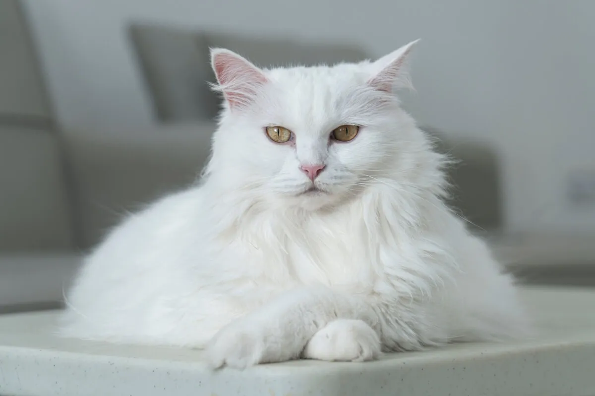 Alguns gatos chamam atenção pela pelagem branca (Imagem: Mutia188 | Shutterstock)