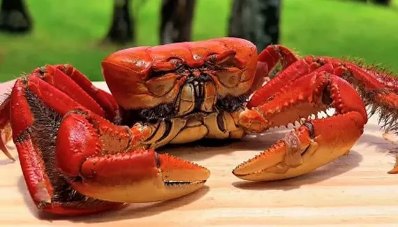 Restaurante rural na região de Curitiba promove Festival do Caranguejo