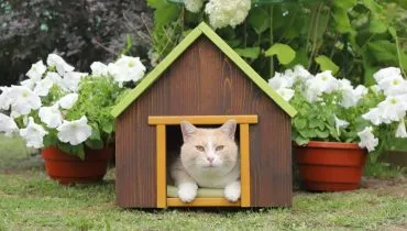 Gatos domésticos e felinos selvagens apresentam diferenças marcantes (Imagem: vubaz | Shutterstock)