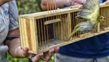 Técnicos do Instituto Água e Terra (IAT) fizeram a soltura de seis pássaros no Litoral do Paraná.