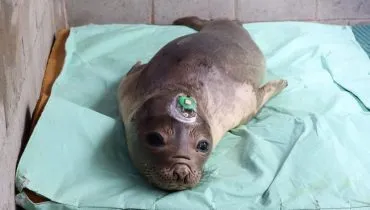 Filhote de elefante-marinho é solto no litoral do Paraná após um mês de cuidados