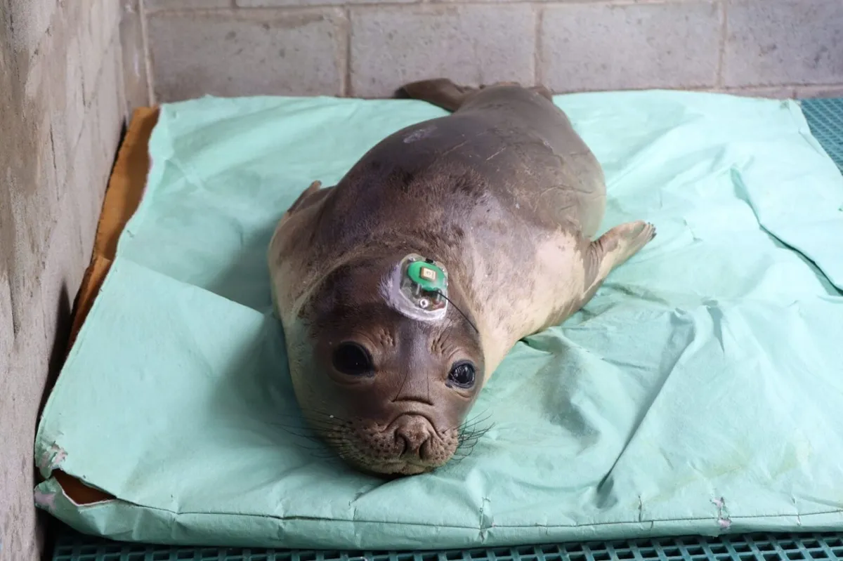 Recuperado, filhote de elefante-marinho é solto no litoral do Paraná