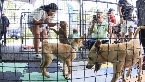 Parque Barigui recebe feira de adoção com 40 cães e gatos neste sábado