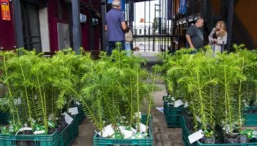 Primeiras entregas de mudas de árvores de 2026 começam no dia 27 de janeiro