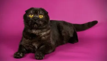 Os gatos pretos costumam transmitir imponência e sofisticação (Imagem: Oleksandr Volchanskyi | Shutterstock)