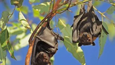Imagem mostra o morcego, transmissor do virus Nipah