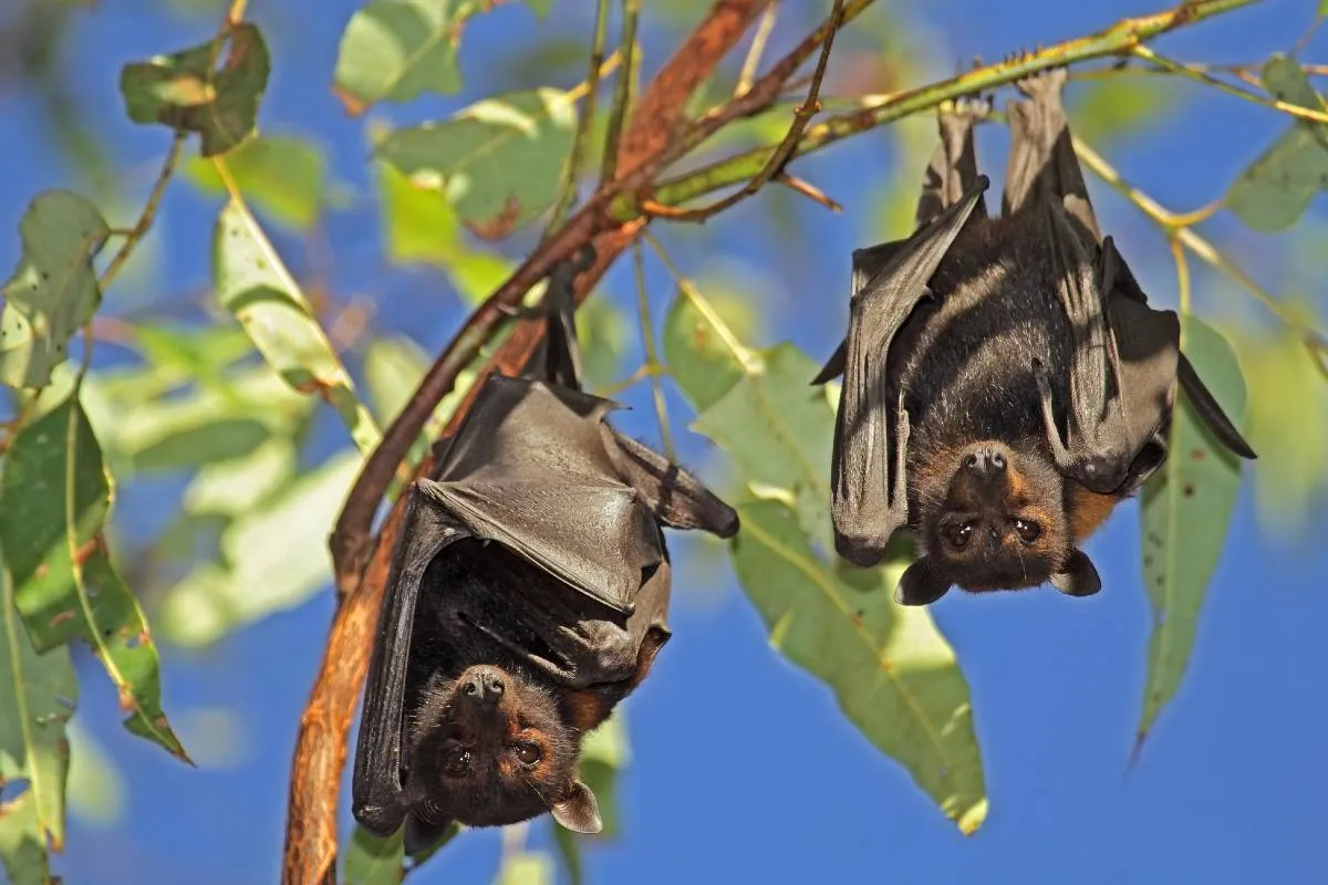 Imagem mostra o morcego, transmissor do virus Nipah