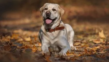 Cachorros de filmes inspiram nomes criativos que combinam com a personalidade dos pets (Imagem: Kristina Chizhmar | Shutterstock)