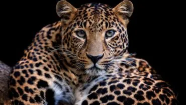 Com visão aguçada no escuro, os leopardos se destacam como caçadores noturnos (Imagem: Volodymyr Burdiak | Shutterstock)