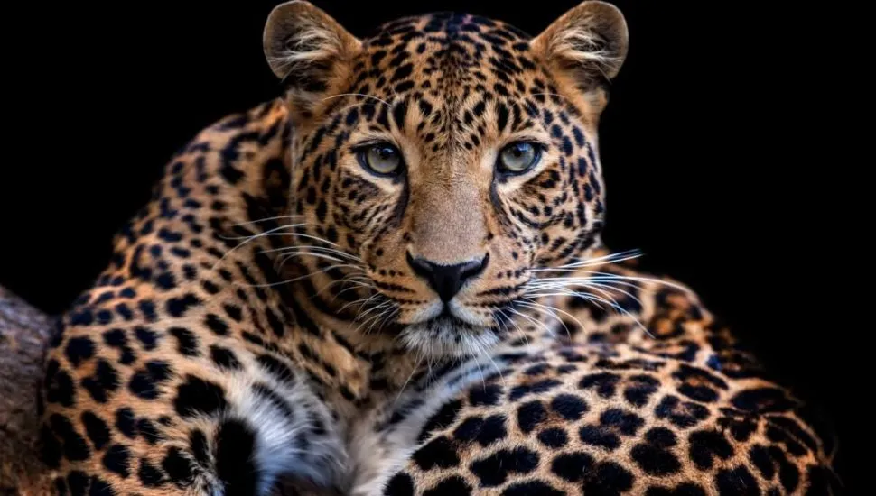 Com visão aguçada no escuro, os leopardos se destacam como caçadores noturnos (Imagem: Volodymyr Burdiak | Shutterstock)