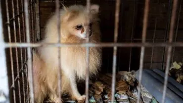 Imagem mostra um cão da raça spitzer alemão em uma gaiola