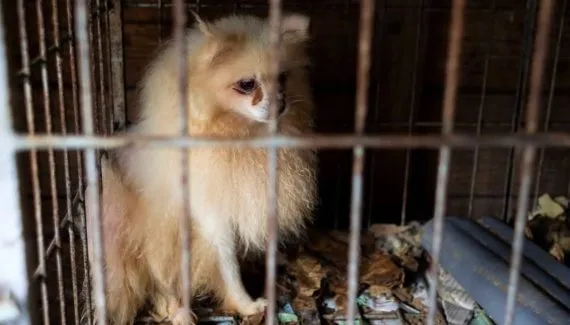 Cães spitz resgatados de canil na RMC passam por tratamento antes da adoção; como ajudar?