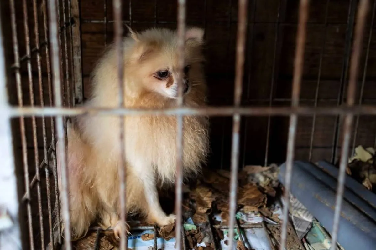Imagem mostra um cão da raça spitzer alemão em uma gaiola