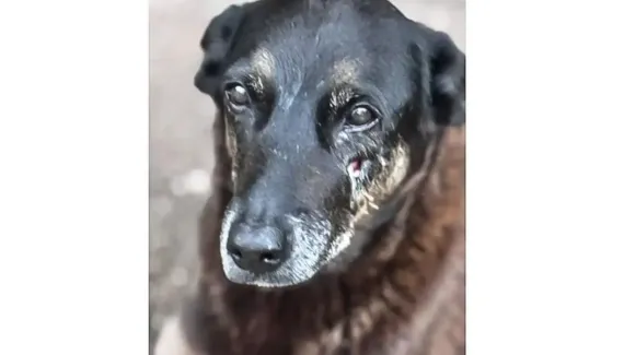 Por que a Justiça arquivou o caso do cão Orelha em Florianópolis?
