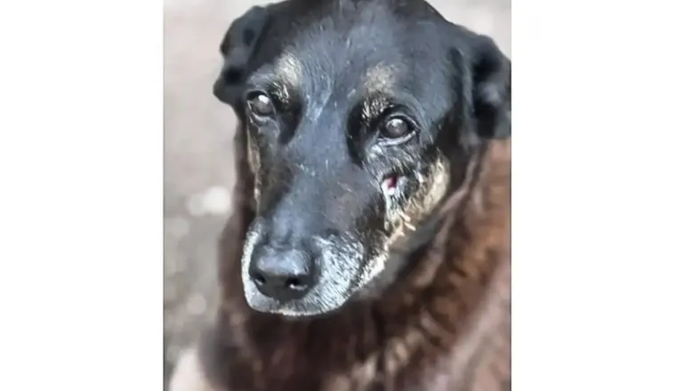 Por que a Justiça arquivou o caso do cão Orelha em Florianópolis?