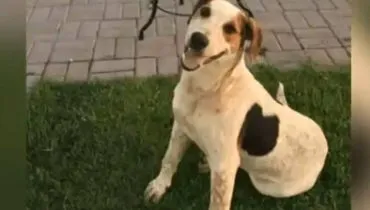 Quem matou o abacate? Cão comunitário dócil foi morto com um tiro no Paraná