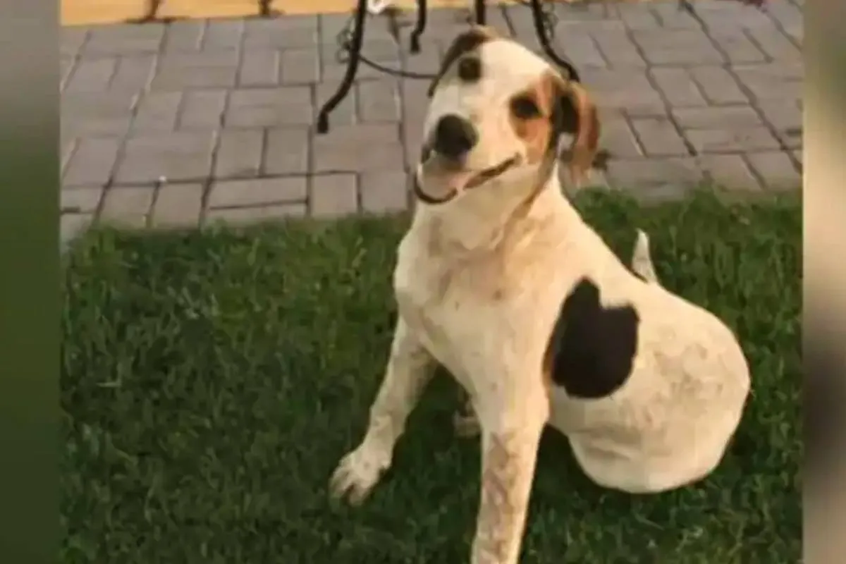 Imagem mostra Abacate, o cão morto a tiros em Toledo, no Paraná.