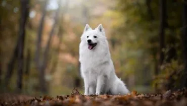 Embora compartilhem características em comum, cada raça de spitz possui particularidades (Imagem: nik174 | Shutterstock)