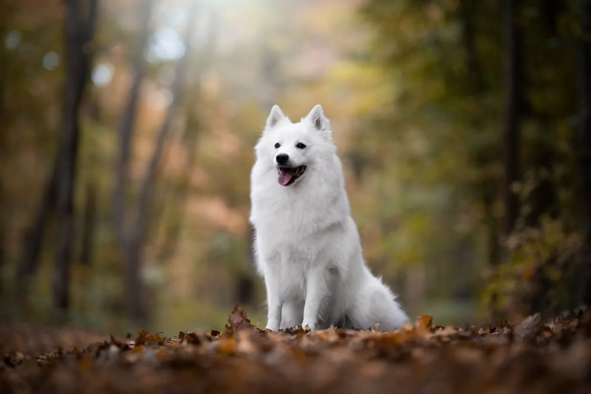 Embora compartilhem características em comum, cada raça de spitz possui particularidades (Imagem: nik174 | Shutterstock)