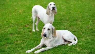 Elegante, ágil e fiel, billy é uma raça que se destaca por sua história, coragem e presença marcante (Imagem: Olga Aniven | Shutterstock)