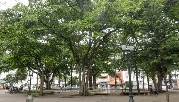 Curitiba realiza audiências públicas sobre Plano de Arborização Urbana