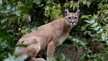 O puma chama atenção por sua combinação de força e agilidade (Imagem: Evgeniyqw | Shutterstock)