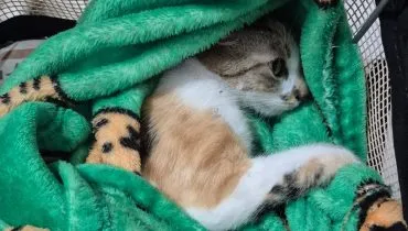 Mulher joga gata do 12º andar e é presa em flagrante no Centro de Curitiba