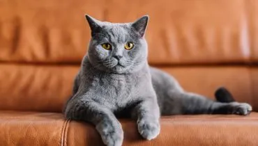 A relação do Reino Unido com os gatos é antiga e profundamente enraizada na história (Imagem: PHOTOCREO Michal Bednarek | Shutterstock)