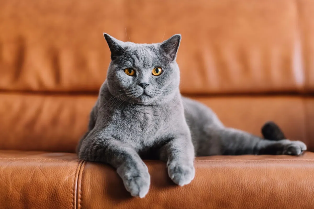 A relação do Reino Unido com os gatos é antiga e profundamente enraizada na história (Imagem: PHOTOCREO Michal Bednarek | Shutterstock)