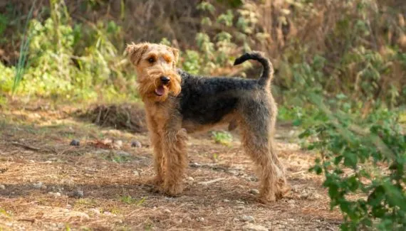 Welsh terrier: conheça as características dessa raça de cachorro 