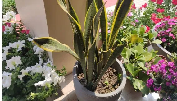 6 plantas que trazem sorte e proteção para a sua casa