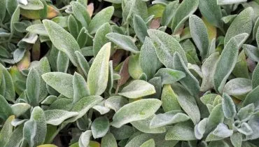 O sabor do peixinho-da-horta lembra o gosto de peixe (Imagem: ANGHI | Shutterstock)