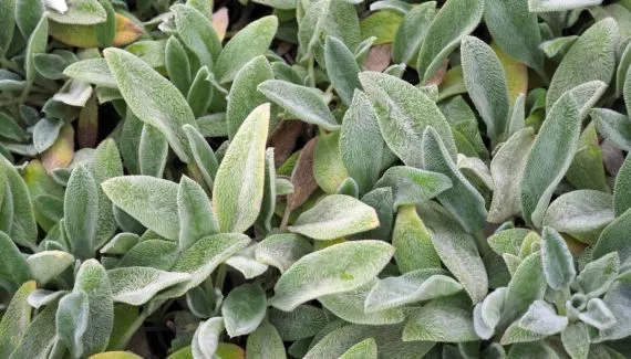 O que é peixinho-da-horta? Conheça a planta comestível que tem gosto peixe