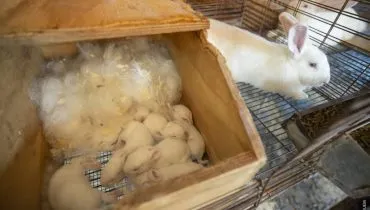 Pesquisa do Paraná cria fórmula inédita de leite artificial para reduzir mortes de filhotes de coelhos