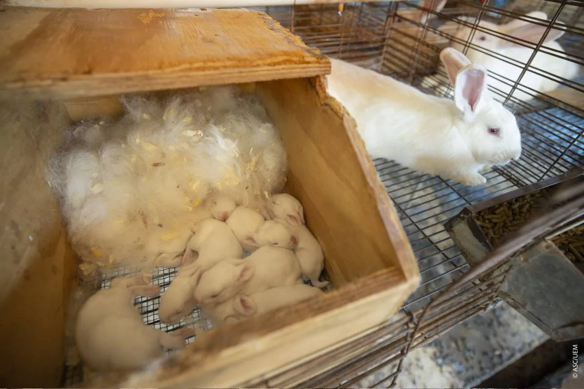 Imagem mostra uma criação de coelhos.