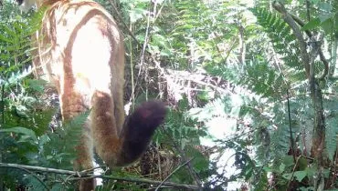 Onça-parda é registrada pela primeira vez em parque estadual do Paraná