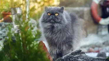 As raças de gato cinza chamam atenção pelo visual elegante (Imagem: Jurij Kuznecov | Shutterstock)