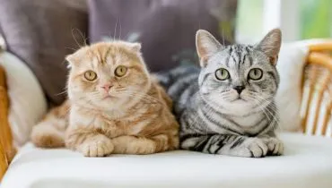 Entre gatos, a harmonia surge do respeito mútuo, da posse de território e da comunicação silenciosa (Imagem: MNStudio | Shutterstock)